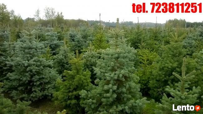 Świerki Pospolity Zwykły SREBRNY CHOINKI do 3 m Mazowieckie