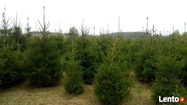 Świerki Pospolity Zwykły SREBRNY CHOINKI do 3 m Mazowieckie