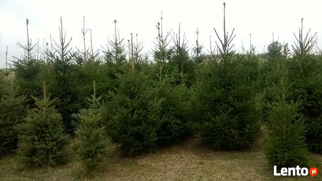 Świerki Pospolity Zwykły SREBRNY CHOINKI do 3 m Mazowieckie