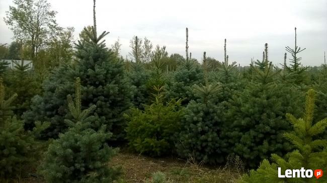 Świerki Pospolity Zwykły SREBRNY CHOINKI do 3 m Mazowieckie