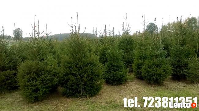 Świerki Pospolity Zwykły SREBRNY CHOINKI do 3 m Mazowieckie