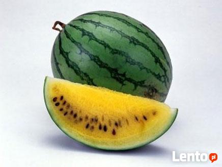 SIBO Dietetyk Kliniczny WRONKI ul. Polna 6b