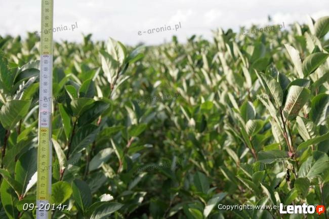 aronia sadzonki aronii 1,2,3 letnie ekologiczne