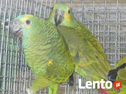 spszedam papugę amazonkę pszecena dziękuję