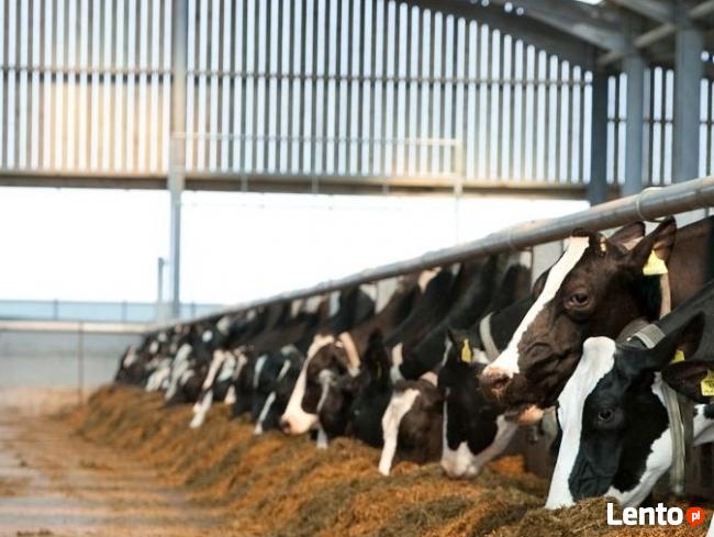 Melasa 4 kg, 7,5 kg, 15 kg, 100 kg, 300 kg, 1200 kg,1500 kg