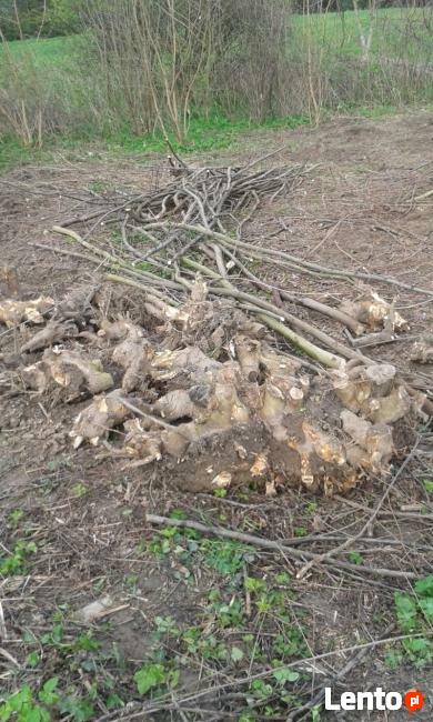 Karczowanie pni, koszenie,pomoc przydomowa itp.