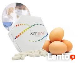 laminina - stymulator komorek