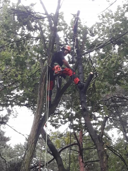 Wycinka i Pielęgnacja Drzew