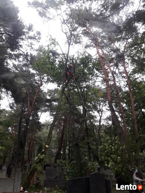 Wycinka i Pielęgnacja Drzew