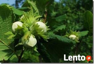 Ukraina. Orzechy wloskie, laskowe 3 zl/kg w skupie sezonowym