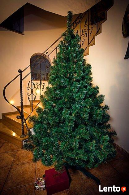 CHOINKA JODŁA POLSKA NATURALNA Od 60 - 220 cm