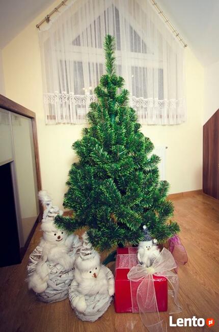 CHOINKA SOSNA ZIELONE KOŃCE Od 100 - 220 cm