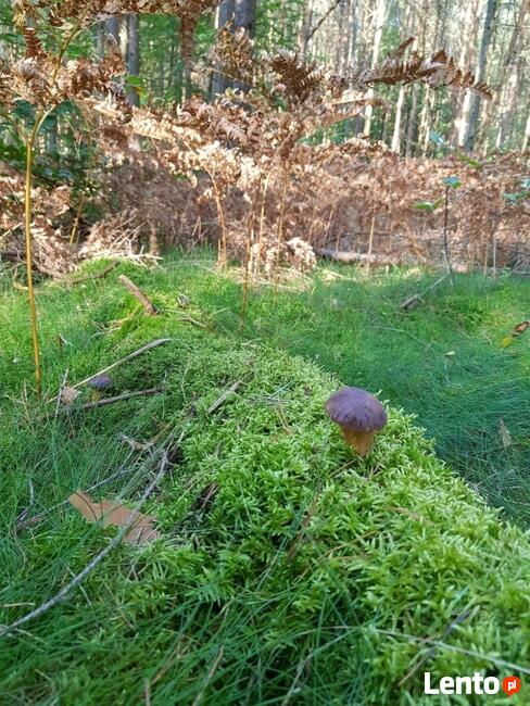 Domek nad jeziorem do wynajęcia