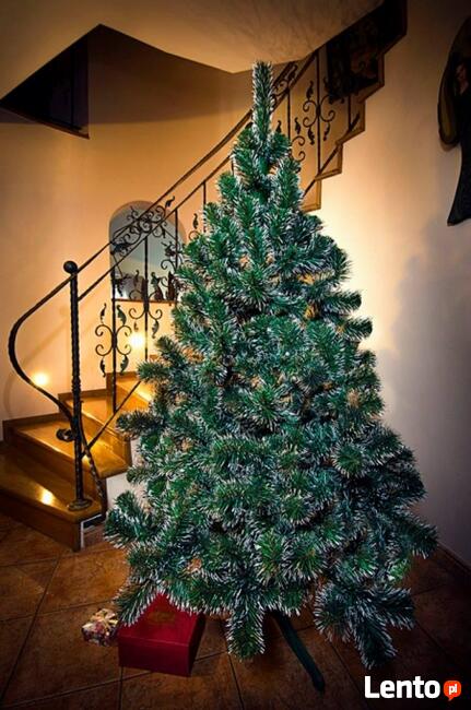 CHOINKA SOSNA BIAŁE KOŃCE Od 100 - 220 cm