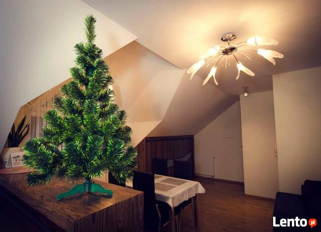 CHOINKA SOSNA ZIELONE KOŃCE Od 100 - 220 cm