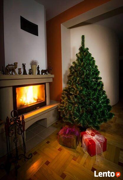 CHOINKA SOSNA ZIELONE KOŃCE Od 100 - 220 cm