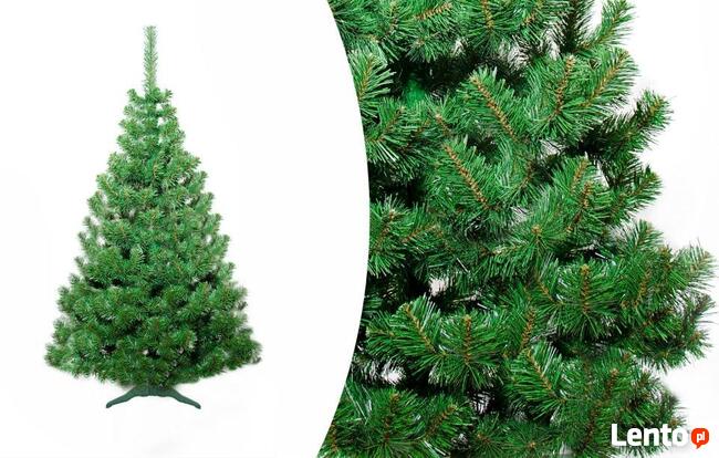 CHOINKA JODŁA POLSKA NATURALNA Od 60 - 220 cm