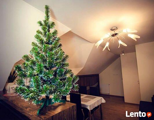 CHOINKA SOSNA BIAŁE KOŃCE Od 100 - 220 cm