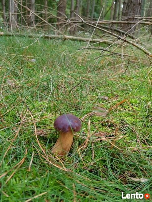 Domek nad jeziorem do wynajęcia