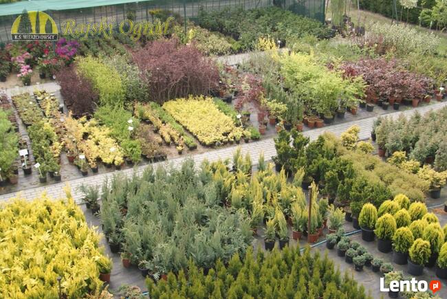 Thuja Smaragd i Danica