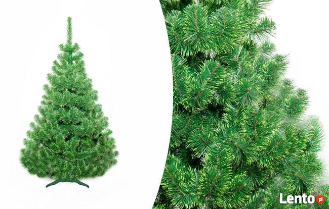 CHOINKA SOSNA ZIELONE KOŃCE Od 100 - 220 cm