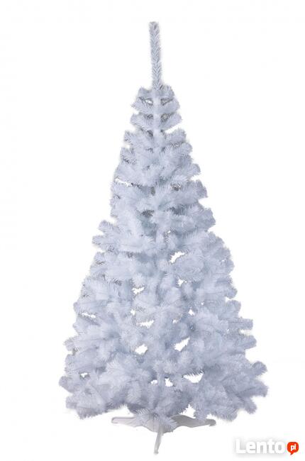 CHOINKA JODŁA BIAŁA ŚNIEŻKA Od 60 - 220 cm