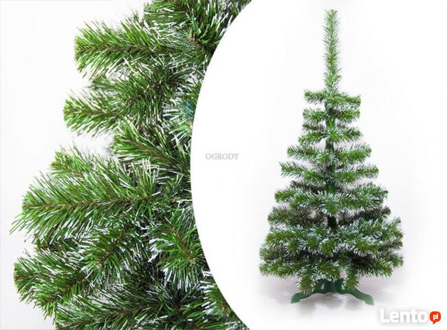 CHOINKA SOSNA BIAŁE KOŃCE Od 100 - 220 cm