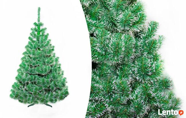 CHOINKA SOSNA BIAŁE KOŃCE Od 100 - 220 cm