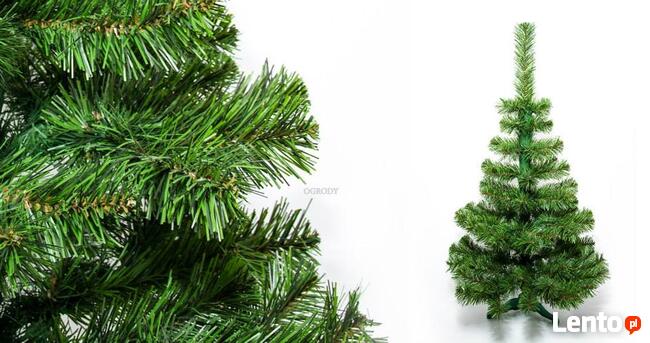 CHOINKA JODŁA POLSKA NATURALNA Od 60 - 220 cm