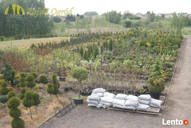 Thuja Smaragd i Danica