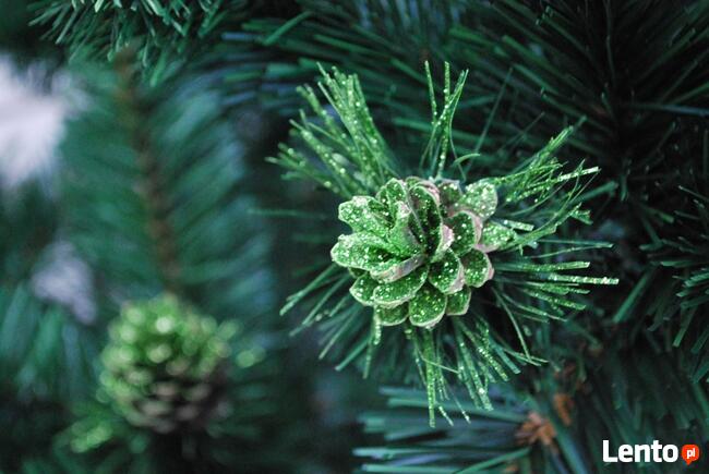 CHOINKA SOSNA WYCINKA ZIELONA Od 120 - 250 cm