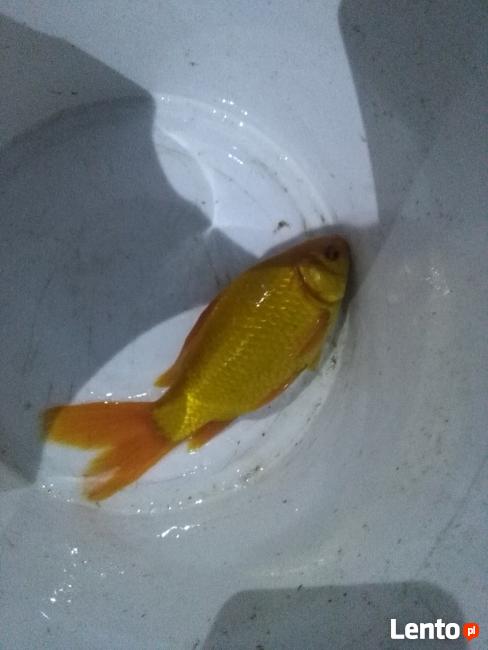 Narybek Ryby Karp Pstrąg Karaś Lin Amur Wegorz Jesiotr Inne