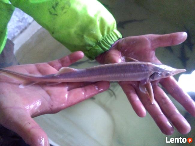 Narybek Ryby Karp Pstrąg Karaś Lin Amur Wegorz Jesiotr Inne