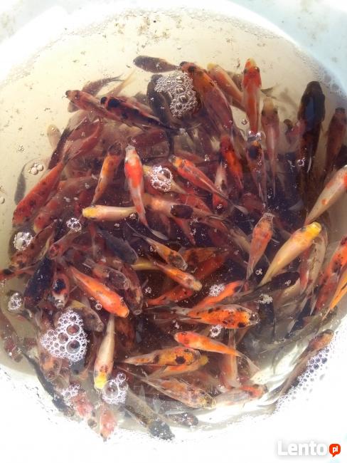 Narybek Ryby Karp Pstrąg Karaś Lin Amur Wegorz Jesiotr Inne