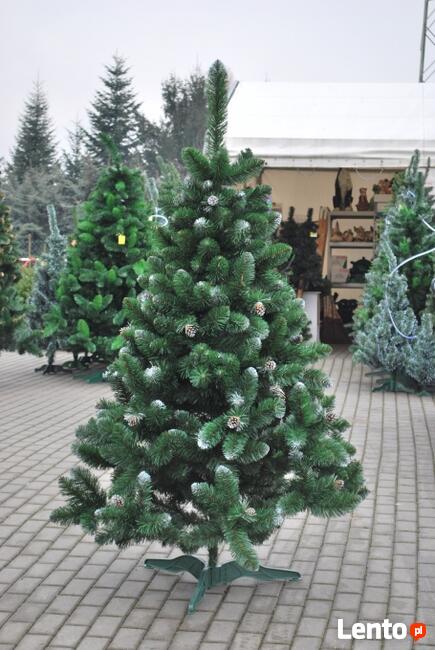 CHOINKA SOSNA WYCINKA SREBRNA Od 120 - 250 cm