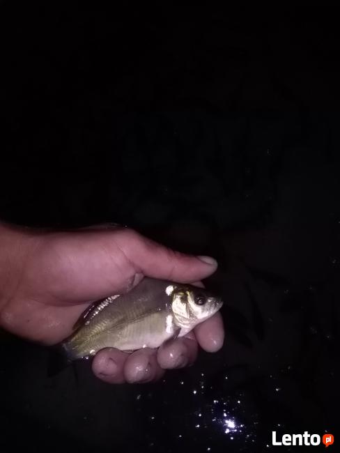 Narybek Ryby Karp Pstrąg Karaś Lin Amur Wegorz Jesiotr Inne