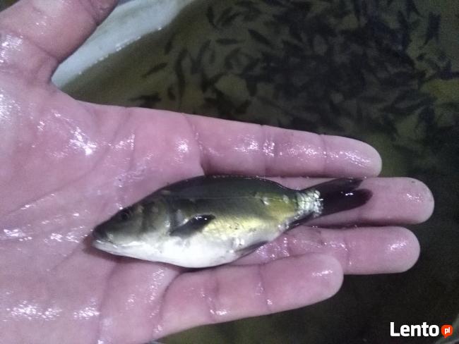 Narybek Ryby Karp Pstrąg Karaś Lin Amur Wegorz Jesiotr Inne