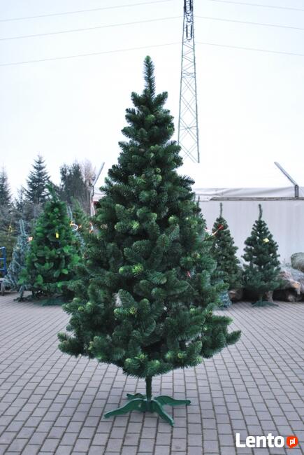 CHOINKA SOSNA WYCINKA ZIELONA Od 120 - 250 cm