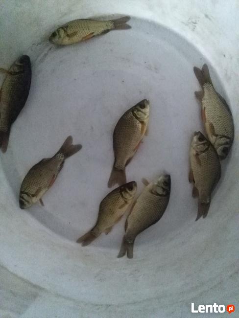 Narybek Ryby Karp Pstrąg Karaś Lin Amur Wegorz Jesiotr Inne