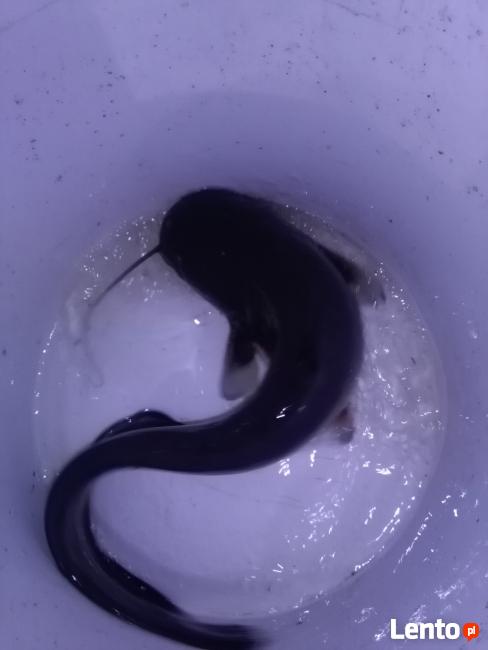 Narybek Ryby Karp Pstrąg Karaś Lin Amur Wegorz Jesiotr Inne