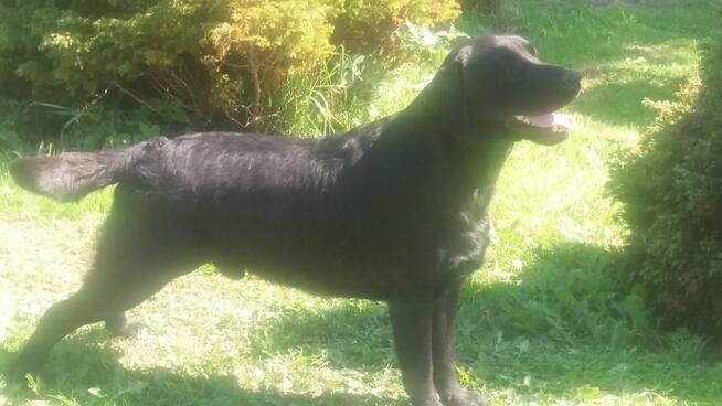 Reproduktor labrador retriever FCI po Championie ZKWP