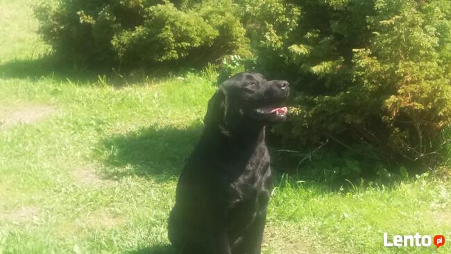 Reproduktor labrador retriever FCI po Championie ZKWP