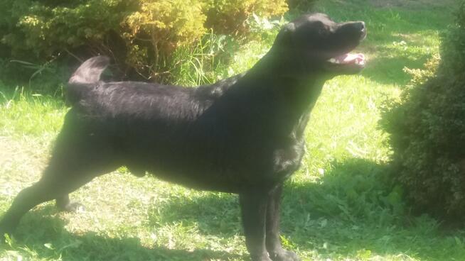 Reproduktor labrador retriever FCI po Championie ZKWP