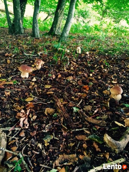 Apartament do wynajecia w Stroniu Slaskim -Rysia Chatka