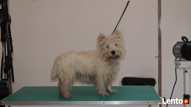 Psiaczek - Salon fryzjerski dla PSÓW , KOTÓW, KRÓLIKÓW