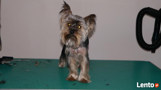 Psiaczek - Salon fryzjerski dla PSÓW , KOTÓW, KRÓLIKÓW