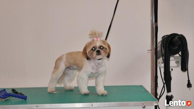 Psiaczek - Salon fryzjerski dla PSÓW , KOTÓW, KRÓLIKÓW