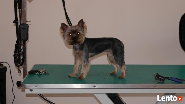 Psiaczek - Salon fryzjerski dla PSÓW , KOTÓW, KRÓLIKÓW