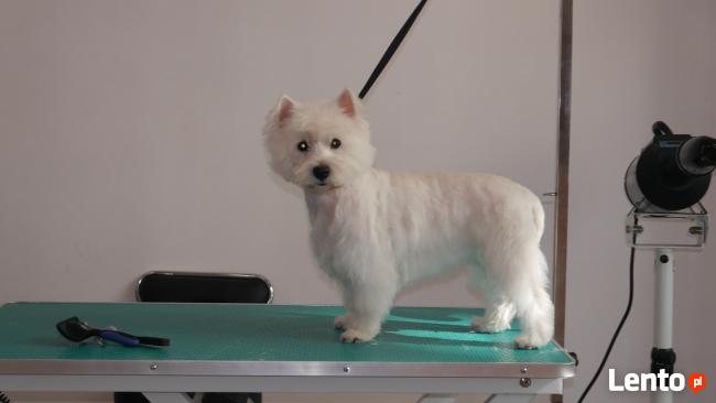 Psiaczek - Salon fryzjerski dla PSÓW , KOTÓW, KRÓLIKÓW