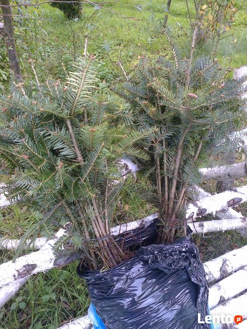 Sadzonki jodły, drzewka jodły, jodła pospolita, Abies alba